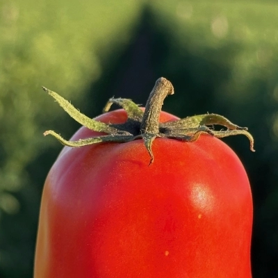 San Marzano Dop,ancora presto per parlare di rese, ma la qualità sarà altissima