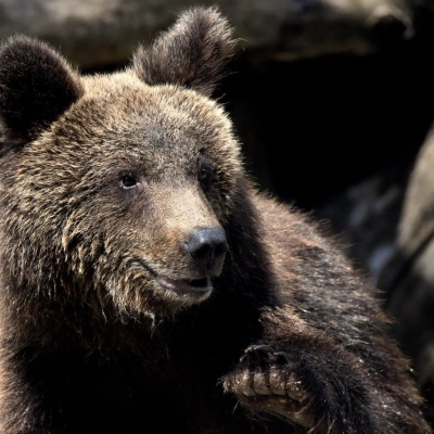 L’ORSO KUMA TRASFERITO IN UN CENTRO DI RECUPERO TEDESCO