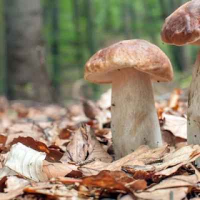 Alla 26° Sagra del Fungo Porcino di Castelpagano arrivano le streghe e il maialino ‘nero a metà’.