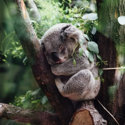 Il Ceva Wildlife Research Fund celebra la Giornata Mondiale degli Animali e porta avanti il suo obiettivo di sostenere progetti di ricerca applicata agli animali selvatici