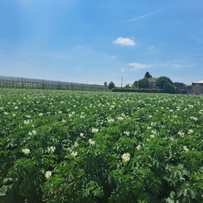 Potatoes Forever!: com’è andato il raccolto della stagione 23/24