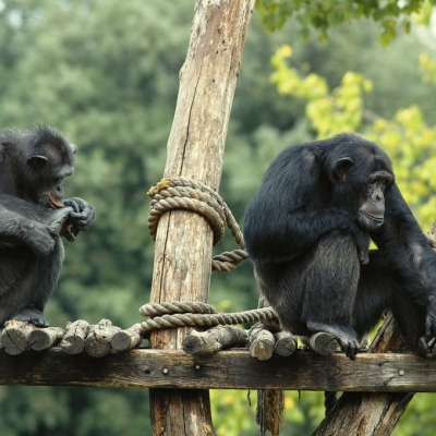 Promozione al Bioparco: residenti Roma e provincia a 10 euro dall’11 al 15 novembre 2024  