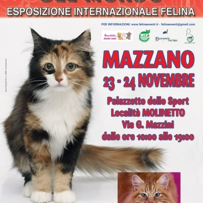 I GATTI PIU' BELLI DEL MONDO - Esposizione internazionale felina - MAZZANO (Brescia)