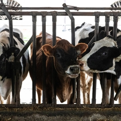 Le cooperative lattiero-casearie sempre più green: gli esempi di Pieve Ecoenergia e Plac Fattorie Cremona. 