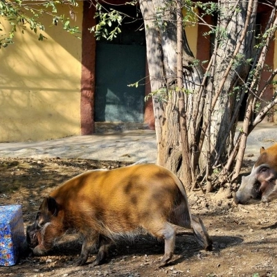 Attività Bioparco dal 26 dicembre al 6 gennaio 2025