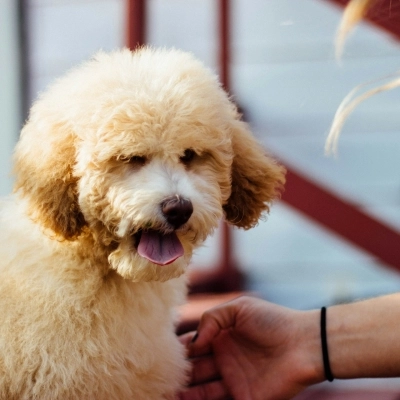 Storia e origini del barboncino: da cane da lavoro a compagno di vita