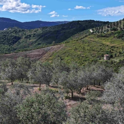 Dal Cilento, la Fattoria Ambrosio 1938 riceve il premio “Azienda dell’Anno” dalla guida internazionale Flos Olei 2025