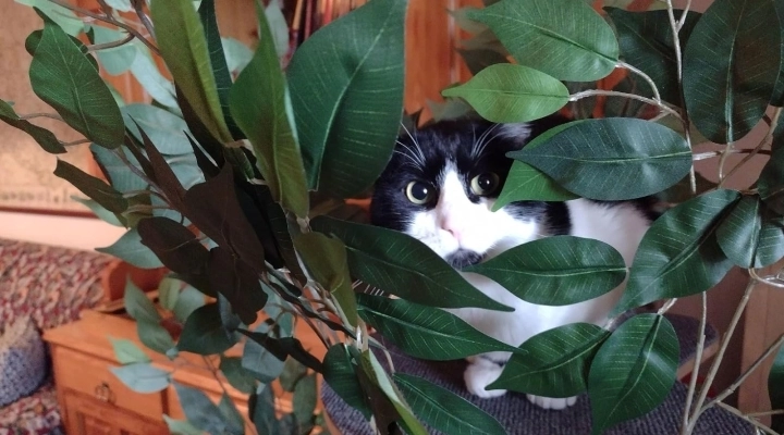 Un albero tiragraffi per gatti da tenere nel proprio salotto!