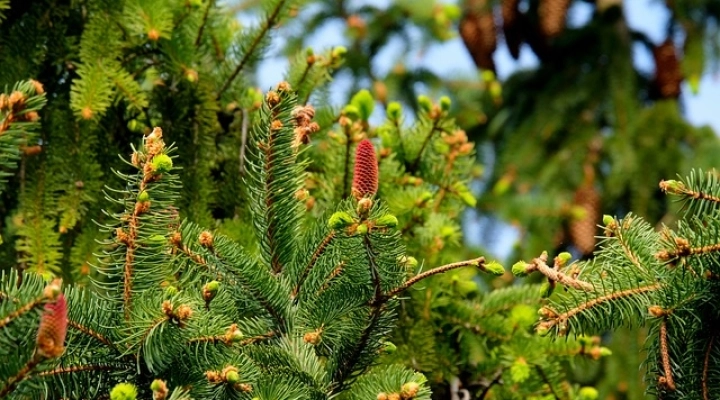 Conifersgarden.it, ampia vetrina virtuale sulle conifere