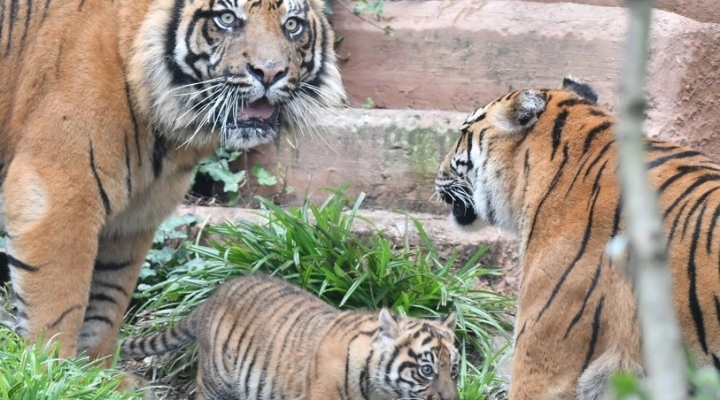 KALA, LA TIGROTTA DEL BIOPARCO DI ROMA, DA OGGI È VISIBILE AL PUBBLICO