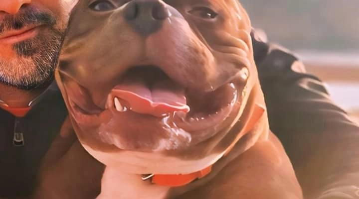 Un cuore rinato Ice Rubacuori L'american Bully adottato con Amore dopo tante sofferenze