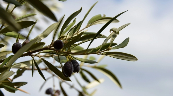 Infuso di Foglie di Olivo: Una Bevanda Antica per il Benessere Mentale e Fisico