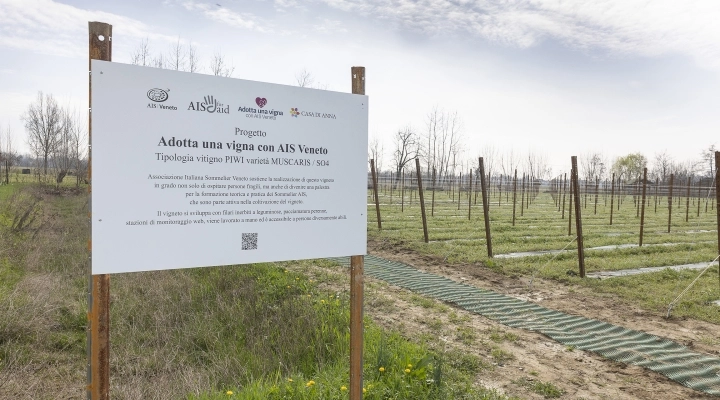 NASCE IL PROGETTO ADOTTA UNA VIGNA CON AIS VENETO: DALLA BARBATELLA AL VINO NEL SEGNO DELLA SOLIDARIETÀ E DELLA FORMAZIONE