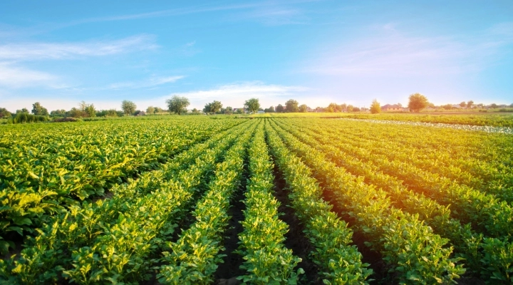 Giornata Mondiale dell’Acqua: le patate tra gli alimenti con l’impronta idrica minore