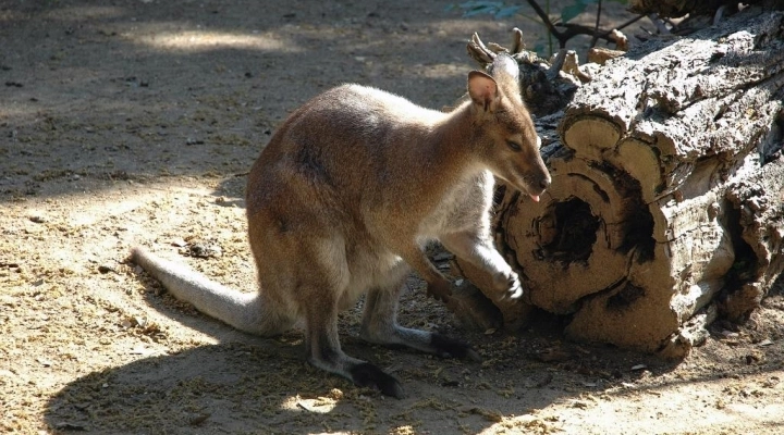 AL BIOPARCO VISITA GUIDATA ‘L’ORA DELLA TERRA’