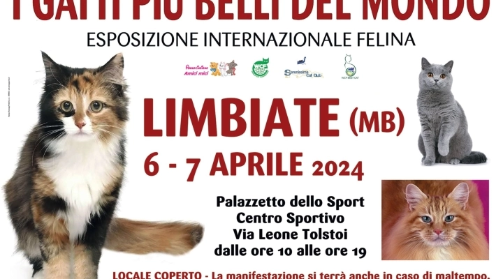 I GATTI PIU' BELLI DEL MONDO - Esposizione internazionale felina - LIMBIATE (Monza Brianza)