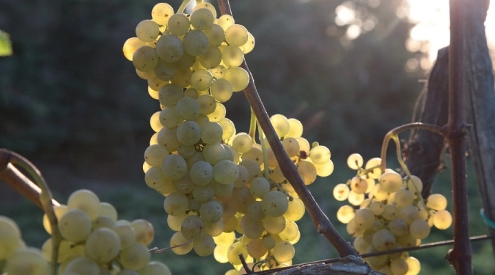 Il Consorzio Tutela Vini dei Campi Flegrei e Ischia al Vinitaly di Verona dal 14 al 17 aprile