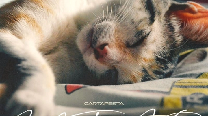 Cartapesta, fuori il singolo Miao!