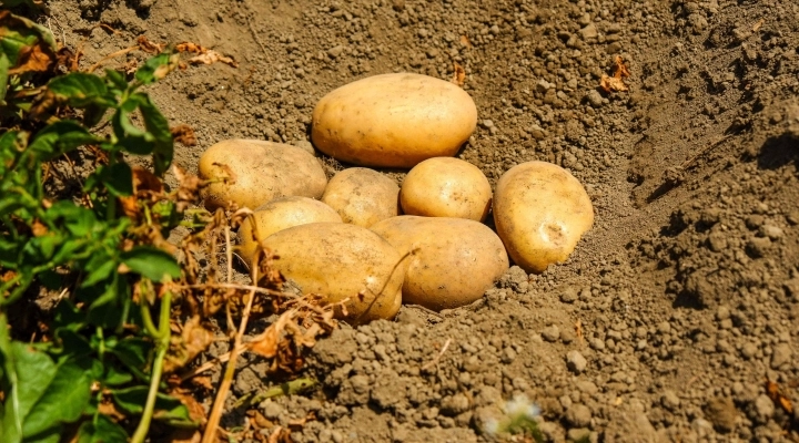 Potatoes Forever: i consigli dell’esperto per un raccolto perfetto