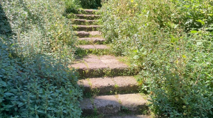 Italia dei Diritti denuncia, la mancata manutenzione del verde trasforma Tivoli in una jungla di città