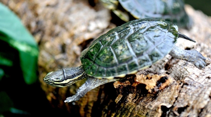 Domenica 9 giugno giornata di sensibilizzazione sulle specie minacciate del Vietnam 