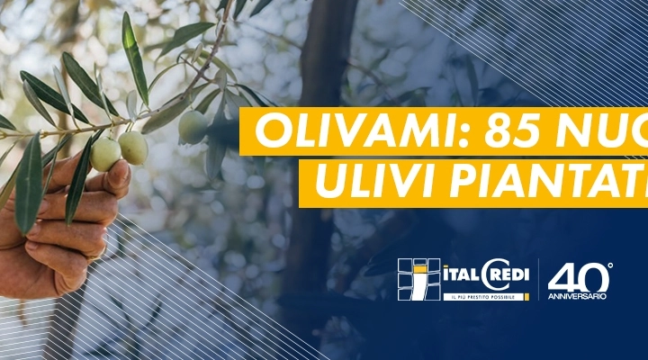 Prosegue con successo l'iniziativa Olivami: 85 nuovi ulivi piantati nel primo semestre del 2024