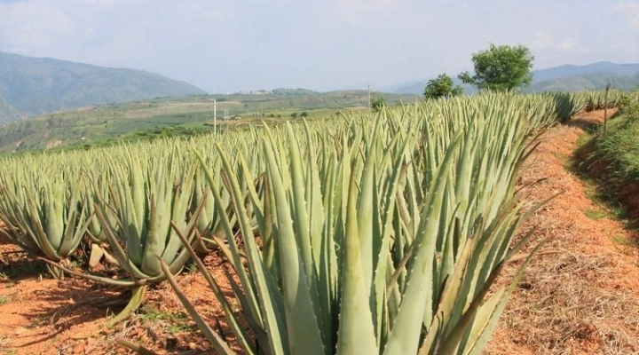 Aloe vera, un'opportunità di reddito e di benessere