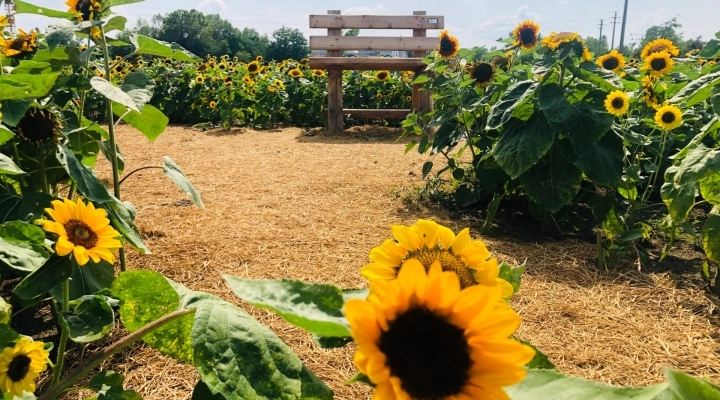 Il Campo di Girasoli di Agricola delle Meraviglie di Steflor