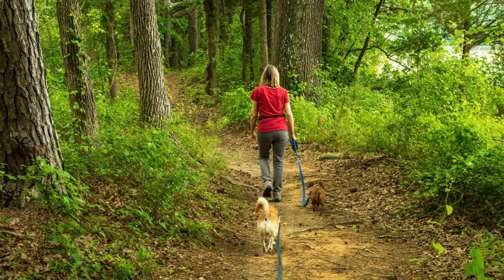 Animali domestici e vacanze: con Family+Happy la loro gestione non è più fonte di stress 