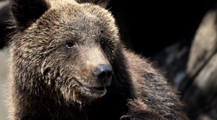 L’ORSO KUMA TRASFERITO IN UN CENTRO DI RECUPERO TEDESCO