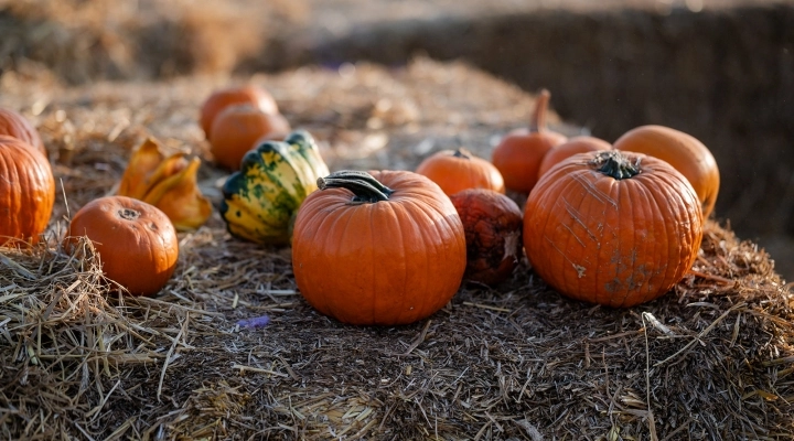 A settembre il Campo delle Zucche di Agricola delle Meraviglie di Steflor