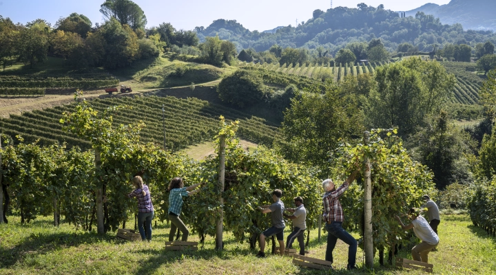 Vendemmia 2024: sfide climatiche e prospettive per il Consorzio Asolo Prosecco