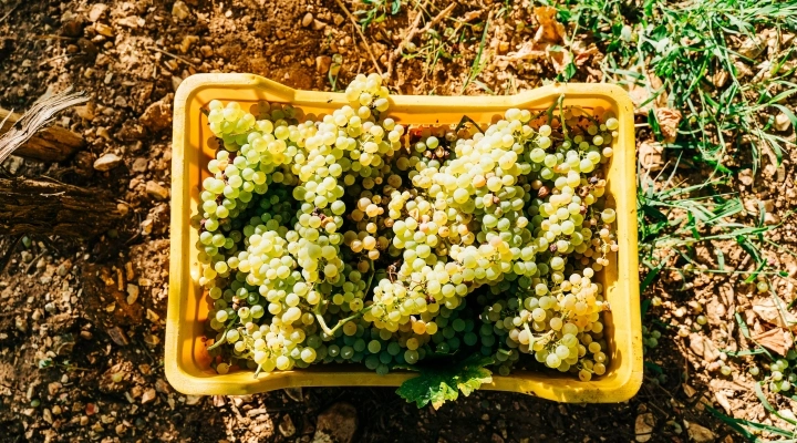 Vendemmia 2024: le prospettive dei Consorzi Asolo Prosecco e Vini del Montello, Caluso Docg, Carema e Canavese Doc, Tutela Vini Trasimeno