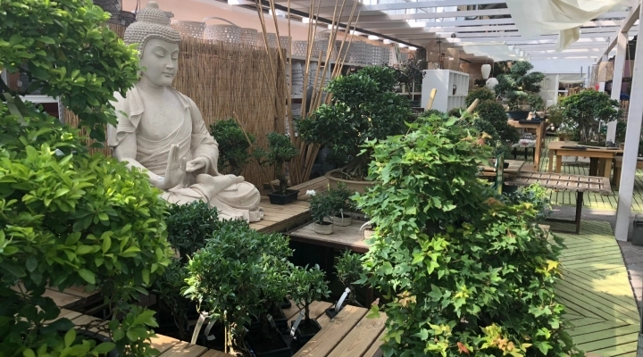 La Mostra dei Bonsai di Steflor