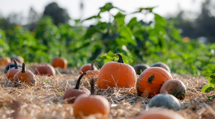 Il campo delle zucche di Steflor pronto per l'inaugurazione