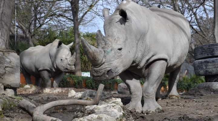 Una domenica da rinoceronti al Bioparco il 22 settembre 