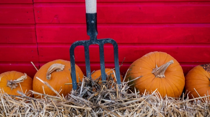 Campo di Zucche Agricola delle Meraviglie Steflor: gli eventi del 5 e 6 ottobre