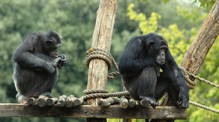 Promozione al Bioparco: residenti Roma e provincia a 10 euro dall’11 al 15 novembre 2024  