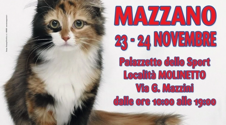 I GATTI PIU' BELLI DEL MONDO - Esposizione internazionale felina - MAZZANO (Brescia)