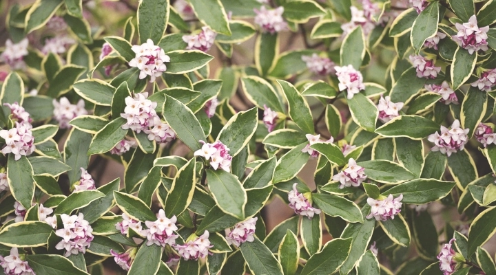 ORTICOLARIO FA SBOCCIARE IL NATALE CON LA DAPHNE ODORA 