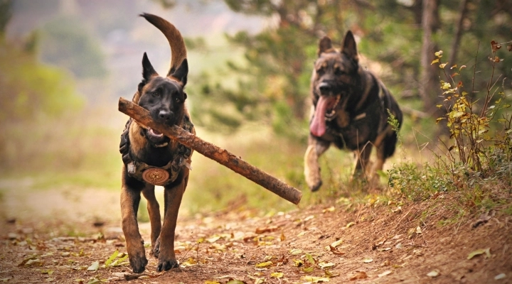 Petit lancia il nuovo store online dedicato al benessere di cani e gatti