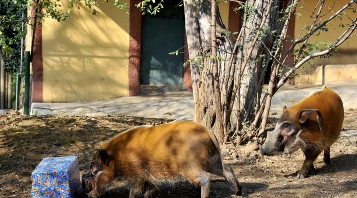 Attività Bioparco dal 26 dicembre al 6 gennaio 2025