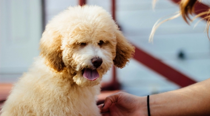 Storia e origini del barboncino: da cane da lavoro a compagno di vita