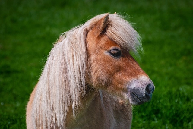 Il cavallo più piccolo del mondo