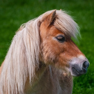 Il cavallo più piccolo del mondo