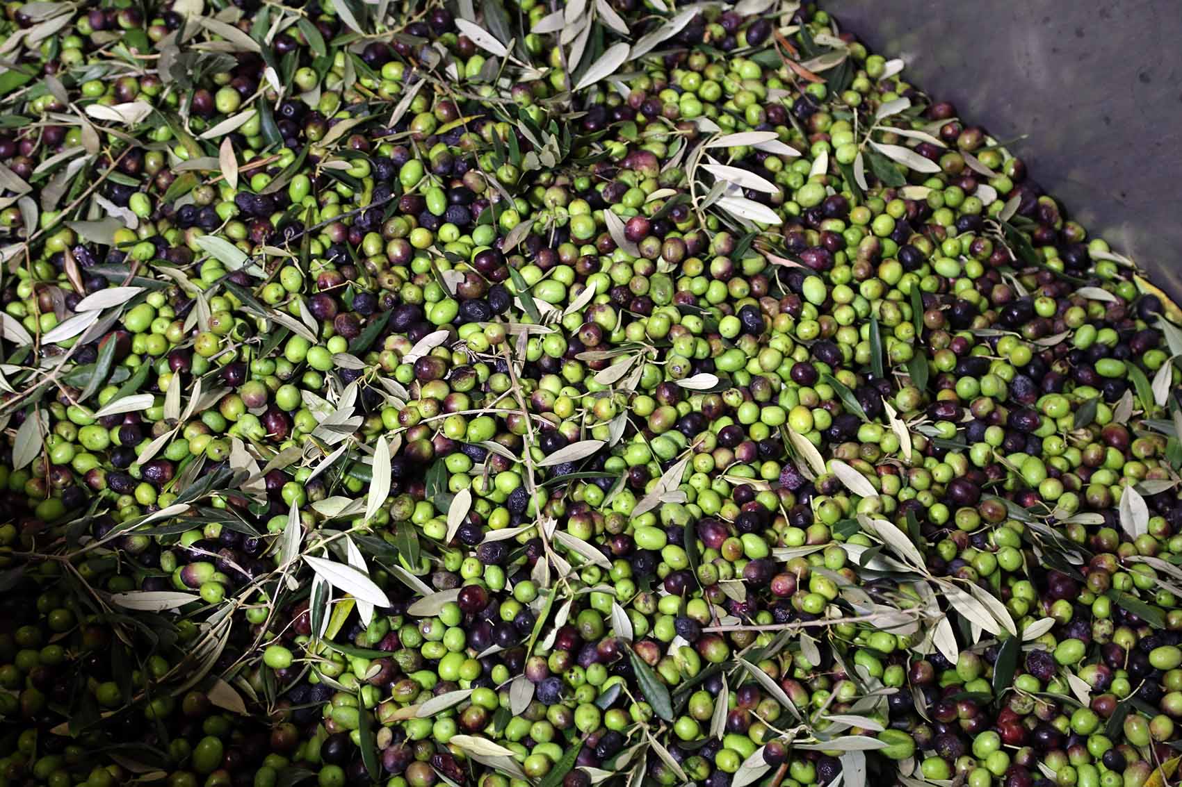 Al via la raccolta delle olive: buone previsioni per la terra d’Arezzo