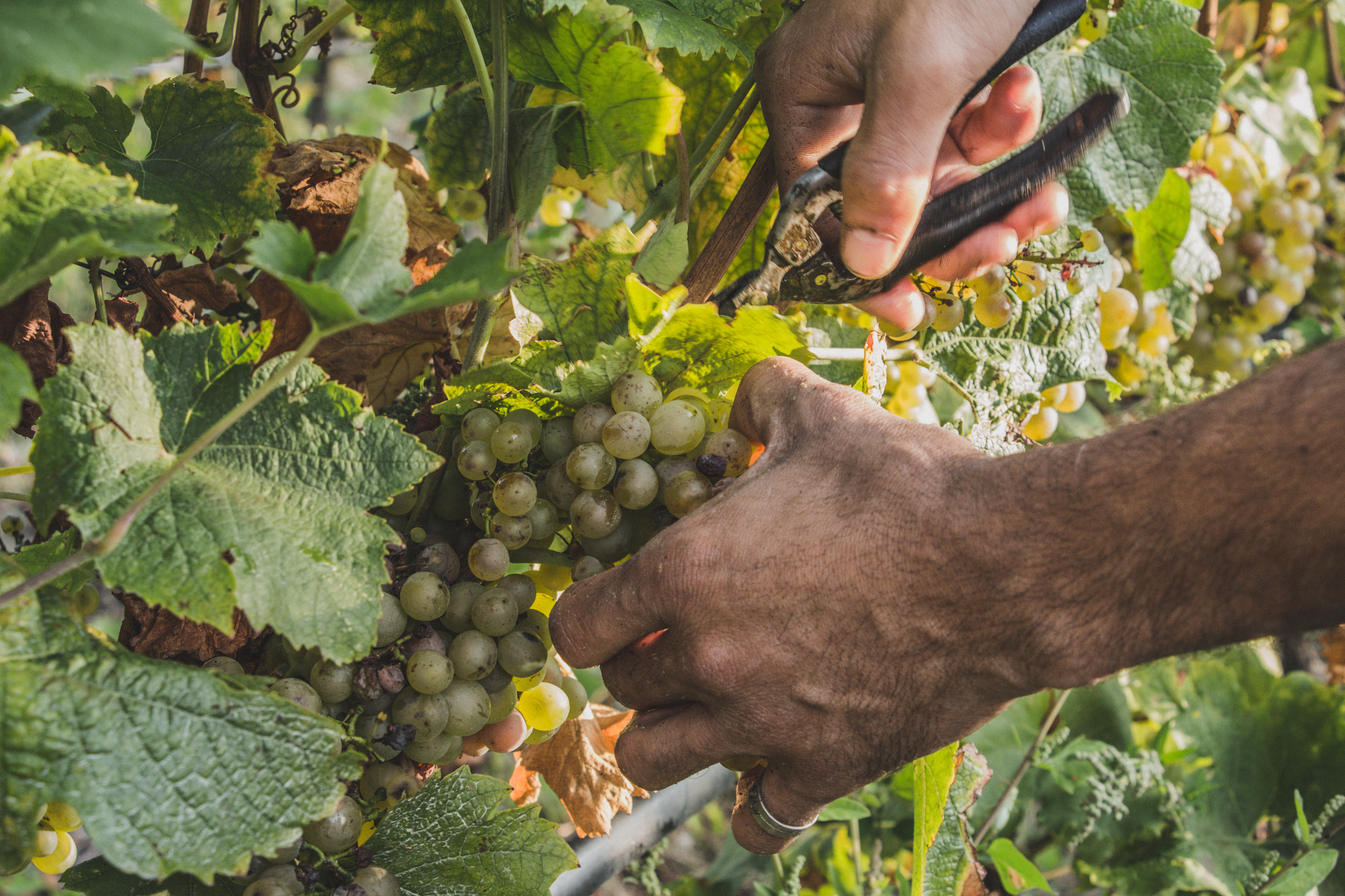 Vendemmia lunga e per single vineyards, Monte Zovo punta sulla valorizzazione dei terroir