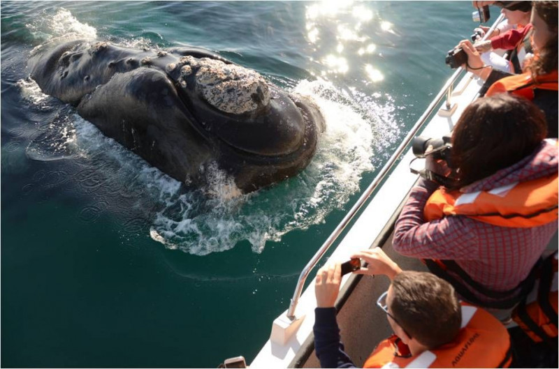 Penisola Valdés, il fascino delle balene del sud