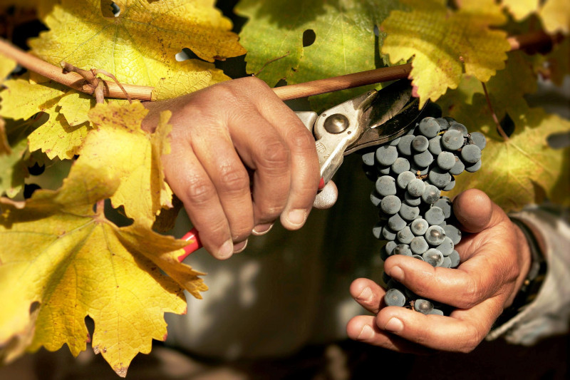 Cuyo, lo squisito abbinamento di Cordigliera e vini