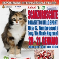 I GATTI PIU' BELLI DEL MONDO al Palazzetto dello Sport di SCANZOROSCIATE (Bergamo)- Esposizione Internazionale Felina